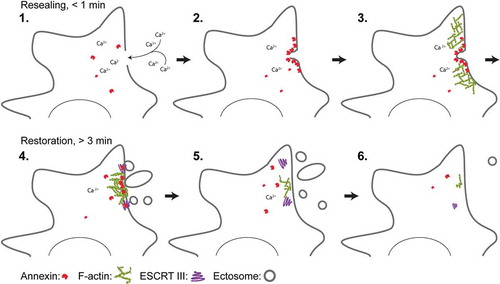 Figure 1. Model for plasma membrane repair in mammalian cells that discriminates between initial resealing and subsequent regeneration. Injury to the membrane and influx of Ca2+ ions into the cytoplasm activate annexin proteins that are recruited to the damaged membrane within 10-45 s. Here, ANXA4 and ANXA6 induce out-of-plane curvature and in-plane constriction, respectively, which in collaboration with other annexin family members enriches lateral membrane and promotes wound closure. Upon initial resealing, cells start to regenerate their membrane by shedding damaged membrane and/or by internalization (not shown). Excision of larger membrane areas requires F-actin buildup, which is regulated by ANXA2 protein at the injured membrane. Smaller membrane pieces are shedded in the form of ectosomes – a process that is facilitated by the ESCRT III complex. ANXA7 is needed to position and attach the ESCRT III components ALG-2 and ALG-2-interacting protein X (ALIX) at the injured membrane during this phase.