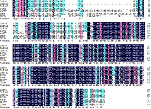 Figure 1. Comparison of the predicted protein sequence of MdPSY with other PSY proteins.Note: The GenBank accession numbers of these proteins are as follows: MdPSY (AGN52636); MdPSY1 (AKU36798); MdPSY2 (AKU36799); FaPSY (ACR61392); CuPSY (AAF33237); DcPSY (ABB52068) and NtPSY (AFP57679).