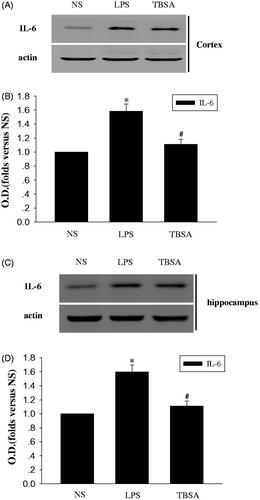 Figure 4. HDAC6 inhibition restrains the expression of IL-6 in the frontal cortex and hippocampus after LPS treatment. (A and C) Immunoblots of the levels of the IL-6 protein in cortex and hippocampus. (B and D) The intensity of the bands was determined by analyzing the optical density (O.D.). Data are presented as means ± SEM and are expressed as fold changes compared with the NS group. *p < 0.05 compared with the NS group; #p < 0.05 compared with the LPS group (n = 6).
