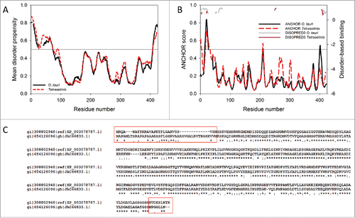 Figure 6. (A) Aligned mean disorder profiles of the RCA proteins from O. tauri (solid black line) and Tetraselmis sp (dashed red line). Gaps in the corresponding curves correspond to the insertion found via ClustalW-based sequence alignment (see plot C). (B) Aligned ANCHOR profiles of the RCA proteins from O. tauri (solid black line) and Tetraselmis sp. (dashed red line). Corresponding outputs of DISOPRED3 for the position of disordered binding regions are shown at the top of the plot by light gray and pink curves for the O. tauri and Tetraselmis sp TCAs, respectively. (C) Sequence alignment of the RCAs from O. tauri (query sequence of 407 residues) and Tetraselmis sp. (subject sequence of 416 residues) by ClustalW2 (http://www.ebi.ac.uk/Tools/msa/clustalw2/). Although these 2 proteins show high overall sequence identity, the sequence similarity is low at their termini, where the IDRs are located. This is especially the case for the N-termini of these RCAs.