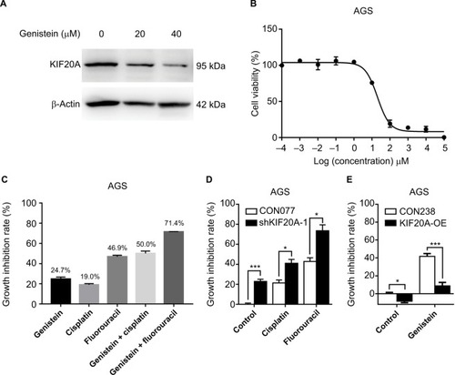 Figure 4 Genistein shows antitumor activity and enhances the killing effect of cisplatin and fluorouracil in GC.Notes: (A) Protein expression levels of KIF20A in AGS cell line were examined by Western blotting after genistein treatment at different concentrations. (B) Growth inhibition curves of genistein in AGS cells. AGS cells were treated with different concentrations of genistein for 72 hours. (C) Growth inhibition of AGS cells treated by 10 µM genistein, 4 µM cisplatin, 0.5 µM fluorouracil, 10 µM genistein+4 µM cisplatin combination, and 10 µM genistein+0.5 µM fluorouracil combination, respectively. (D) Growth inhibition of CON077-AGS and shKIF20a-1-AGS cells treated by 4 µM cisplatin and 0.5 µM fluorouracil. (E) Growth inhibition of CON238-AGS and KIF20A-OE-AGS cells treated by 20 µM genistein. Growth inhibition was determined by CellTiter-Glo Luminescent assay after 72 hours of treatment. *P < 0.05, ***P < 0.001.Abbreviations: GC, gastric cancer; OE, overexpression construct.