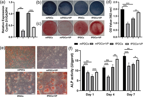 Figure 3. The downregulation of Hippo-YAP cascade signaling inhibited the osteogenic differentiation of mPDCs while promoting that of fPDCs in contrast. (a) Verteporfin decreased the mRNA expression of Hippo-YAP cascade signaling target Cyclin D1 in both mPDCs and fPDCs. (b) ALP staining was performed to evaluate the ALP activity of each group after osteogenic induction for 7 days. (c) Alizarin red staining was performed to evaluate the mineralization of each group after osteogenic induction for 14 days. Alizarin red‐positive nodules were observed directly. (d) Quantitative results of alizarin red staining of each group. (e) The calcium deposits nodules in detail in every group were reflected by the bright field images. Scale bar = 200 μm. (f) Each group of cells was cultured in an osteogenic induction medium for 1, 4, and 7 days and then ALP activity was assessed respectively. All experiments above were taken in triplicate. *p < 0.05; **p < 0.01; ***p < 0.001; ns, no significance.