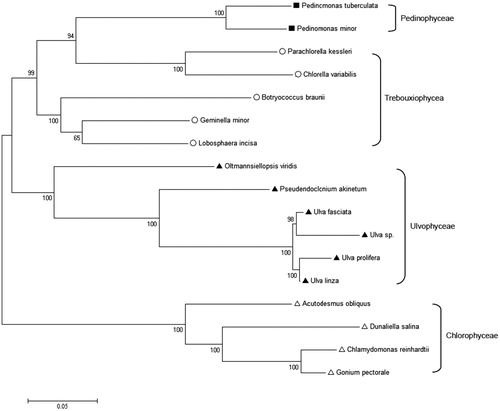 Figure 1. The phylogenetic tree based on 51 genes of 17 Chlorophyta algaes. Ulva sp. UNA00071828 KP720616.1; Ulva fasciata NC_029040.1; Oltmannsiellopsis viridis NC_008099.1; Pseudendoclonium akinetum NC_008114.1; Chlamydomonas reinhardtii NC_005353.1; Dunaliella salina NC_016732.1; Gonium pectoral NC_020438.1; scenedesmus obliquus NC_008101.1; Pedinomonas minor NC_016733; Pedinomonas tuberculata NC_025530; Chlorella variabilis KJ718922; Parachlorella kessleri NC_012978; Botryococcus braunii NC_025545; Geminella minor NC_025544; Lobosphaera incise NC_025533.1; Ulva linza NC_030312.1.