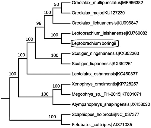 Figure 1. Maximum likelihood (ML) tree showing the phylogenetic position of Leptobrachium boringii among Megophryidae species based on a dataset of 13 PCG sequences. Only Bootstrap support (BP) greater than 50% are shown above the lines.