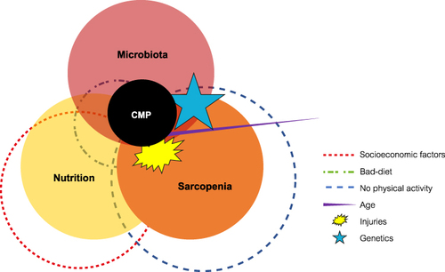 Figure 1 Interrelation of sarcopenia, malnutrition, and chronic musculoskeletal pain and their risk factors.