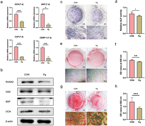 Figure 1. P. gingivalis obstructs the osteogenic/cementogenic differentiation of PDLCs. PDLCs were cultured with Pg at a MOI of 100 for 7 days, mRNA expressions of OCN, OSX, CAP, CEMP-1 were measured by RT-qPCR (a), and protein expressions of OCN, BSP, OSX, RUNX2 in PDLCs were detected by western blotting (b). PDLCs were incubated with Pg at a MOI of 200 for 7 or 14 days, and ALP staining on day 7 (c), SRS on day 7 (e) and ARS (g) on day 14 were conducted and quantified (d, f, h). Pg: P. gingivalis; PDLCs: periodontal ligament cells; MOI: multiplicity of infection; OCN, osteocalcin; BSP, sialoprotein; CAP, cementum attachment protein; CEMP-1, cementum protein-1; OSX: osterix; RUNX2: runt-related transcription factor 2; RT-qPCR:: reverse transcription quantitative polymerase chain reaction; ALP: alkaline phosphatase; SRS: sirius red staining; ARS: alizarin red staining. Significance was defined as *P < 0.05, **P < 0.01 and ***P < 0.001.