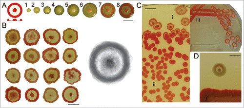 Figure 1. Serratia marcescens clone F characteristics. (A) Scheme of an ideal F colony consisting of central navel, interstitial ring and rim; central navel and outer rim are pigmented, smooth and growing up to approx. 3 mm height, interstitial ring is non-pigmented, rough by texture and grows only to height of approximately 0.5 mm. Time course of colony development, days of growth indicated. (B) Illustration of variability of F pattern (at 7 days); Right: compositional image of the same set. (C) Continuum of growth types from undifferentiated mass to fully developed colonies (day 7); i) fully developed colonies, ii) small red colonies, iii) continuous undifferenced growth–macula. (D) X-structure (broad white rim) formation around F colony in the presence of Serratia rubidaea. Bar = 1 cm.