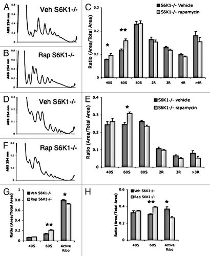 Figure 9. Acute rapamycin treatment reduces translation in S6K1−/− mice. (A and B) representative liver polysome profiles from S6K1+/+ mice (A) and S6K1−/− mice (B). (C) Quantification of polysome peaks from S6K1+/+ mice and S6K1−/− liver tissue, vehicle n = 6, rapamycin n = 5. (D and E) representative muscle polysome profiles from S6K1+/+ mice (D) and S6K1−/− mice (E). (F) Quantification of polysome peaks from S6K1+/+ mice and S6K1−/− liver tissue, for both groups n = 6.. (G and H) ARA profiles between chronic vehicle and rapamycin-injected mice. (G) Quantification of liver ARA from S6K1+/+ mice and S6K1−/− mice. (H) Quantification of muscle ARA from S6K1+/+ mice and S6K1−/− mice. For all groups, n = 6. **P < 0.01; *P < 0.05; 2-way ANOVA, Bonferroni post hoc test.