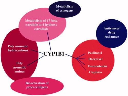 Figure 3. Physiological functions of CYP1B1 in drug resistance and tumor initiation.