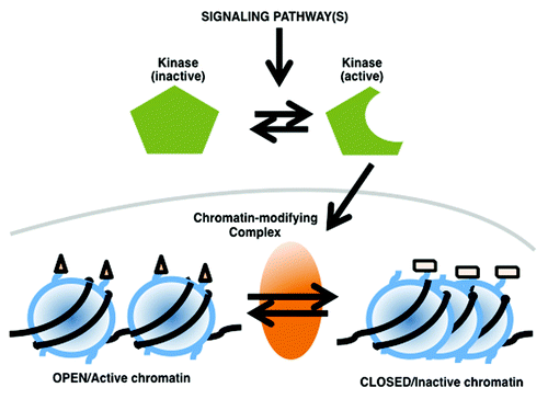 Figure 1. Modulation of chromatin remodeling complexes function by environmental cues and signaling pathways.