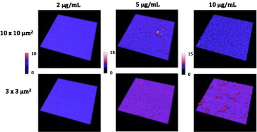 Fig. 3 Images taken in liquid mode of the coating of 3 different concentrations of HTF1 (anti-TF) antibodies on mica surfaces. Column 1 is 2 µg/ml, column 2 is 5 µg/ml and column 3 is 10 µg/ml. Images were taken in 2 size windows: line 1 is 10×10 µm2 and line 2 is 3×3 µm2. Z scales are presented in nanometres below the images.