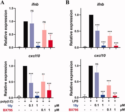 Figure 8. Compound 15y inhibited the expression of ifnb and cxcl10 genes expression in THP-1 cells (A) and RAW264.7 cells (B), stimulated by poly(I:C) or LPS, respectively. Data are representative of at least 3 independent experiments and are shown in mean ± SD value. The significance of the differences between poly(I:C) or LPS stimulation-only group and the stimulation plus compound treated groups were determined by One-Way ANOVA test. **p < .01; ***p < .001; ns, not significant.