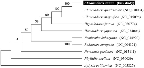 Figure 1. Molecular phylogeny of Chromodoris annae and related species in Nudipleura based on complete mitogenome. The complete mitogenomes are downloaded from GenBank and the phylogenic tree is constructed by maximum likelihood method with 500 bootstrap replicates. The gene's accession number for tree construction is listed behind species name.