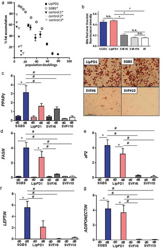 Figure 2. Growth and adipocyte differentiation of LipPD1 cells during long-term culture