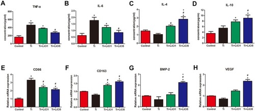 Figure 5 ELISA determination of cytokine, RT-PCR analysis of genes from RAW cells.Notes: (A) TNF-α, (B) IL-6, (C) IL-4, (D) IL-10, (E) Gene expression of M1 marker CD86, (F) Gene expression of M2 marker CD163, (G) BMP-2 and (H) VEGF. (*# and + represent P<0.05 when compared with Control, Ti, and Ti+LiCl1 respectively).Abbreviations: ELISA, enzyme-linked immunosorbent assay; RT-PCR, real-time polymerase chain reaction; TNF-α, tumor necrosis factor alpha; IL, interleukin; CD, cluster of differentiation; BMP-2, bone morphogenetic protein-2; VEGF, vascular endothelial growth factor.