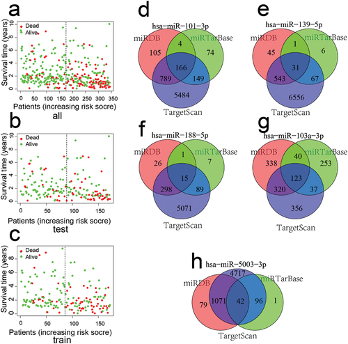 Figure 4. Survival status map: a: all group, b: test group, c: train group. Venn diagrams of 5 miRNAs target genes (d: hsa-miR-101-3p; e: hsa-miR-139-5p; f: hsa-miR-188-5p, g: hsa-miR-103a-3p, h: hsa-miR- 5003-3p).