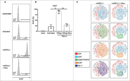 Figure 5. PD-L1 stimulates on Treg expansion through proliferation. (A) Representative histograms of Ki-67 positive staining in cultured CD4+ T cells. (B) Activated CD4+ T cells had a Ki-67+ population of 21.3%. In the presence of rhPD-L1, the Ki-67+ population increased to 88.1% (**p = 0.003). With the addition of nivolumab, the proliferative effects of rhPD-L1 were abrogated (Ki-67+ = 29.1%; ***p < 0.001). All experiments were performed in triplicate. Error bars represent standard error. (C) Activated T cells in a rhPD-L1+ culture with and without the addition of nivolumab at 100 ng/mL are displayed by a tSNE algorithm. CD25+FOXP3+ subsets are found within the CD4+ population, and are substantially decreased in the presence of nivolumab. Ki-67+ populations are contained within the CD25+FOXP3+ subset and are additionally PD-1+. Ki-67 positivity is notably decreased in the presence of nivolumab. Inact: Inactivated.