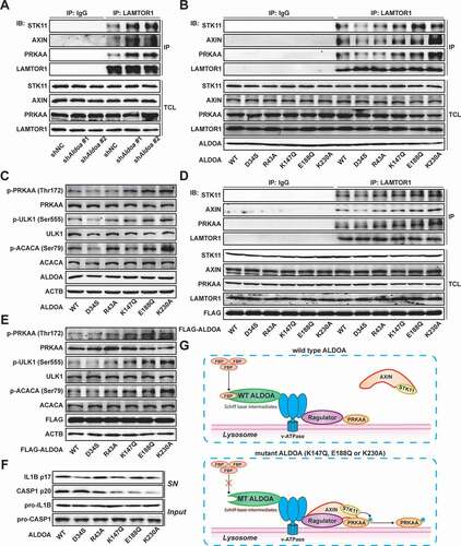 Figure 5. ALDOA involved in AMPK-activation complex formation. (A) Immunoblot analysis of STK11/LKB1, AXIN, PRKAA/AMPKα and LAMTOR1 in LAMTOR1 immunoprecipitates and total cell lysate (TCL) of J774A.1 cells stably expressing shRNA against Aldoa. (B) Immunoblot analysis of STK11/LKB1, AXIN, PRKAA/AMPKα, LAMTOR1 and ALDOA in LAMTOR1 immunoprecipitates and TCL of J774A.1 cells stably expressing Aldoa shRNA and ALDOA WT, D34S, R43A, K147Q, E188Q, or K230A variant cDNA. (C) Immunoblot analysis of p-PRKAA/AMPKα (Thr172), PRKAA/AMPKα, p-ULK1 (Ser555), ULK1, p-ACACA/ACC (Ser79), ACACA/ACC and ALDOA in J774A.1 cells stably expressing Aldoa shRNA and ALDOA WT, D34S, R43A, K147Q, E188Q, or K230A variant cDNA. (D) Immunoblot analysis of STK11/LKB1, AXIN, PRKAA/AMPKα, LAMTOR1 and ALDOA in LAMTOR1 immunoprecipitates and TCL of HEK293T cells expressing FLAG-ALDOA WT, D34S, R43A, K147Q, E188Q, or K230A variant cDNA. (E) Immunoblot analysis of p-PRKAA/AMPKα (Thr172), PRKAA/AMPKα, p-ULK1 (Ser555), ULK1, p-ACACA/ACC (Ser79), ACACA/ACC and FLAG in HEK293T cells expressing FLAG-ALDOA WT, D34S, R43A, K147Q, E188Q, or K230A variant cDNA. (F) Immunoblot analysis of IL1B and CASP1 in supernatants (SN) and extracts (Input) of LPS-primed J774A.1 cells stably expressing Aldoa shRNA and ALDOA WT, D34S, R43A, K147Q, E188Q, or K230A variant cDNA, stimulated with nigericin (4 μM) for 3 h. (G) a schematic diagram depicting formation of AMPK lysosomal supercomplex. Data are presented as mean ± SD (n = 3).