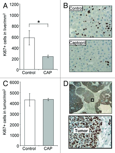 Figure 6. Captopril decreased proliferating cells in the liver but not in the tumor.Captopril (CAP) was administered to animals daily from the time of tumor induction to tissue collection at day 21. Solubilizing agent (saline) provided a control. Proliferating cells were identified using the Ki67 marker, and quantified as the number of positively stained cells per mm2 in the (A) liver and (C) tumor. (B and D) Representative images of Ki67+ staining. Proliferating cells were stained brown; a majority appeared to be hepatocytes in the liver and cancer cells in the tumor. Results are expressed as mean values ± SEM. N = 6 animals for each group, *P < 0.05.