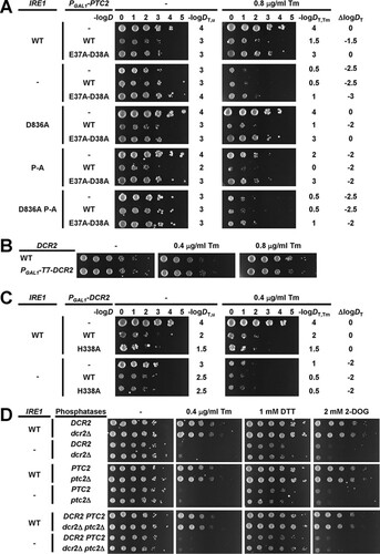 FIG 13 Mutation of all phosphorylation sites in the activation loop of Ire1 is epistatic to overexpression of Ptc2. (A) Effect of overexpression of WT and catalytically inactive E37A-D38A Ptc2 from the GAL1 promoter on a 2μ plasmid on survival of ER stress induced with 0.8 μg/ml Tm. Fresh overnight cultures of ire1Δ cells expressing the indicated IRE1 alleles from YCplac33 and the indicated PGAL1-PTC2 alleles from pRSII422 were grown on 1% (wt/vol) raffinose and 2% (wt/vol) galactose and spotted in 10-fold serial dilutions onto plates containing 1% (wt/vol) raffinose and 2% (wt/vol) galactose and, where indicated, 0.8 μg/ml Tm. Plates were incubated for 7 days at 30°C. The negative decadic logarithms of the dilutions, D, of the 10-fold dilution series are shown on top of the plates. The threshold dilutions for untreated cells, DT,u, cells exposed to tunicamycin, DT,Tm, and the difference between both threshold dilutions, ΔlogDT , are shown to the right of the plates. (B) Effect of overexpression of Dcr2 by placing the GAL1 promoter in front of the endogenous DCR2 gene on survival of ER stress. Serial 10-fold dilutions of fresh overnight cultures of ire1Δ cells and ire1Δ PGAL1-T7-DCR2 cells expressing WT IRE1 from YCplac33 grown on 1% (wt/vol) raffinose and 2% (wt/vol) galactose were spotted onto plates containing 1% (wt/vol) raffinose and 2% (wt/vol) galactose and, where indicated, 0.4 μg/ml or 0.8 μg/ml Tm. Plates were incubated for 4 days at 30°C. (C) Effect of overexpression of WT and catalytically inactive H338A Dcr2 from the GAL1 promoter on a 2μ plasmid on survival of ER stress. Fresh overnight cultures of ire1Δ cells expressing the indicated IRE1 alleles from YCplac33 and the indicated PGAL1-DCR2 alleles from pRSII422 were grown on 1% (wt/vol) raffinose and 2% (wt/vol) galactose and spotted in 10-fold serial dilutions onto plates containing 1% (wt/vol) raffinose and 2% (wt/vol) galactose and, where indicated, 0.4 μg/ml Tm. Plates were incubated for 7 days at 30°C. (D) Deletion of both DCR2 and PTC2 does not affect survival of ER. Serial 10-fold dilutions of fresh overnight cultures of ire1Δ cells, ire1Δ dcr2Δ cells, ire1Δ ptc2Δ cells, and ire1Δ dcr2Δ ptc2Δ cells expressing the indicated IRE1 alleles from YCplac33 were spotted onto SD-minus-uracil plates containing 0.4 μg/ml Tm, 1 mM DTT, or 2 mM 2-deoxy–d-glucose (2-DOG) to induce ER stress. Plates were incubated for 3 days at 30°C. All spotting assays were repeated at least once with qualitatively similar results.