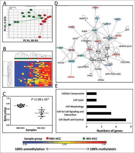 Figure 2. Differentially methylated CpGs between HBV-HCC vs. NIV-HCC. (A) Principal component analysis of the methylation data was plotted using the first 2 principal components (PC1 = 68.4% and PC2 = 6.55%). Each dot represents a sample (red for HBV-HCC and green for NIV-HCC). (B) Unsupervised hierarchical clustering of β-values for differentially methylated loci. Red and green blocks on the top of the maps represent HBV-HCC (n = 10) and NIV-HCC (n = 10), respectively. (C) Mean methylation level for all 7 differentially-methylated loci among HBV-HCC (left) and NIV-HCC (right). (D) The top IPA network involving differentially methylated genes. Red and blue genes indicate differentially methylated genes and the connected cancer related genes, respectively. (E) The top associated cellular functions with numbers of differentially-methylated genes.