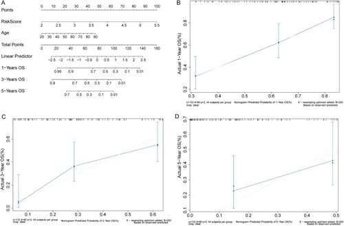 Figure 6. Nomogram could predict the OS of AML patients. (A) Nomogram model. (B–D) The calibration curves of Nomogram predicting the OS of AML patients in one, three, and five years. X-axis: predicted probability; Y-axis: actual probability.