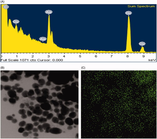 Figure 3. EDX spectrum of biosynthesized AgNPs (A), TEM image (electron micrograph region) used for mapping (B) and distribution of silver in the elemental mapping (C).