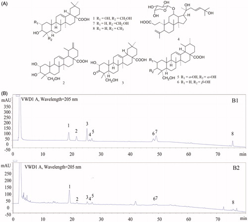 Figure 2. The structures of the compounds (A) and high performance liquid chromatography profiles of standard mixture (B1) as well as the triterpenic acid-enriched fraction (B2) of Cyclocarya paliurus using UV detection. External standards: (1) arjunolic acid; (2) 2α, 3α, 23-trihydroxyursa-12, 20(30)-dien-28-oic acid; (3) cyclocaric acid B; (4) pterocaryoside B; (5) 2α, 3α, 23-trihydroxyurs-12-en-28-oic acid; (6) 3β, 23-dihydroxy-12-ene-28-ursolic acid; (7) hederagenin; (8) oleanolic acid.