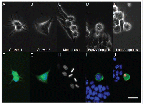 Figure 1. Light microscopy (top row) and fluorescent microscopy (bottom row) images of cells in different phases of the cell cycle and apoptosis. From left to right, panels correspond to G1, G2, metaphase, early apoptotic, and late apoptotic cells. Panel (H) has retained grayscale coloring for easier visualization of chromosome alignment on a dark background. White bar indicates 20 µm.