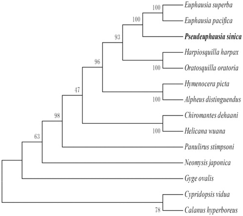 Figure 1. Phylogenetic relationship of 13 species in Phylum Arthropoda based on the concatenated data set of 13 protein-coding genes. Genbank accession Numbers: E. superba (NC016184.1), E. pacifica (EU587005.1), Hymenocera picta (NC039631.1), Oratosquilla oratoria (GQ292769.1), Hymenocera picta (NC039631.1), Alpheus distinguendus (GQ892049.1), Chiromantes dehaani (MH593563.1), Helicana wuana (MH593562.1), Panulirus stimpsoni (GQ292768.1), Neomysis japonica (NC_027510.1), Gyge ovalis (NC037467.1), C. vidua (NC028407), and C. hyperboreus (NC019627.1).