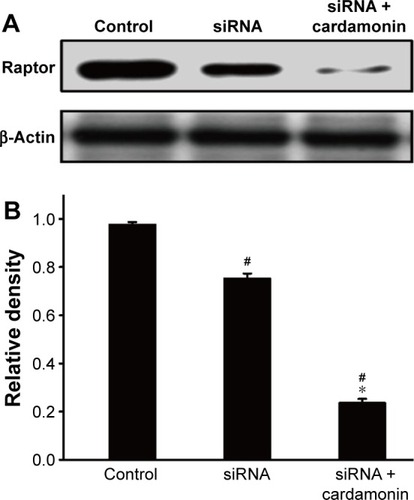 Figure 5 Analysis of Raptor interference.