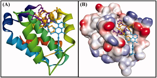 Figure 8. (A) 2D cartoon representation of the binding of DRO (control ligand), compound 6 and compound 10 at the binding site of the Bcl-2 protein, and (B) 3D representation of the binding of DRO (control ligand), compound 6 and compound 10 at the binding site of the Bcl-2 protein. DRO, compound 6 and compound 10 are represented by gold, purple and cyan sticks, respectively.