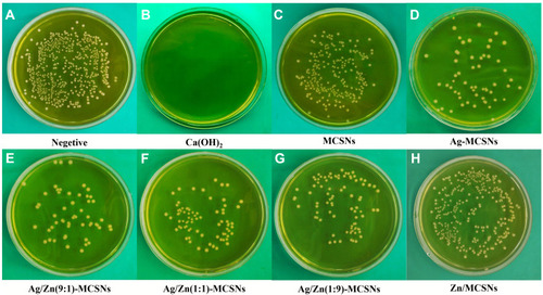 Figure 4 Representative colonial pictures of the materials against planktonic E.faecalis.Notes: (A) negative control group; (B) CH group; (C) MCSNs group; (D) Ag-MCSNs group; (E) Ag/Zn(9:1)-MCSNs group; (F) Ag/Zn(1:1)-MCSNs group; (G) Ag/Zn(1:9)-MCSNs group; (H) Zn-MCSNs group.Abbreviations: CH, calcium hydroxide; MCSNs, mesoporous calcium-silicate nanoparticles; Ag-MCSNs, nanosilver-incorporated MCSNs; Ag/Zn-MCSNs, nanosilver- and nanozinc-incorporated MCSNs; Zn-MCSNs, nanozinc-incorporated MCSNs.