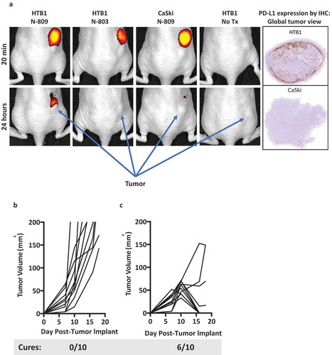 Figure 7. (a) In vivo imaging of N-809. Athymic mice were implanted with 2 × 10Citation6 HTB1 or 4 × 10Citation6 CaSki tumor cells on the right flank. N-809 and N-803 were fluorescently labeled as described in Materials and Methods. When tumors reached 5–6 mm on one side, 100 µg of labeled N-809 or N-803 was injected ipsilaterally to the tumor, and imaged and analyzed using IVIS Imaging Living Image software. (b, c) MC38-CEA tumor cells (3 × 10Citation5) were implanted into the right flank of CEA transgenic female mice. On days 8 and 12 after tumor implant, mice were treated ipsilaterally on the trunk with (b) PBS (100 μl, s.c.) or (c) N-809(mu) (100 μg, s.c.). Graphs show tumor growth curves of individual mice (n = 10/group). Caption denotes number of cured animals in each treatment group.