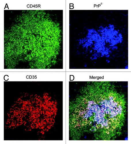 Figure 1. PrPc is strongly expressed on FDCs in the lymphoid follicles of the spleen. Images taken from mouse spleen immunolabelled with the anti-CD45R (green, A), anti-PrP (1B3) (blue, B), and anti-CD35 (red, C) antibodies. FDCs and CD35-expressing B cells detected with the anti-CD35 specific antibody. B cells detected with the anti-CD45R specific antibody and PrPc expression was detected using the 1B3 polyclonal antibody.Citation126 (D) Merged image of all three antibodies.