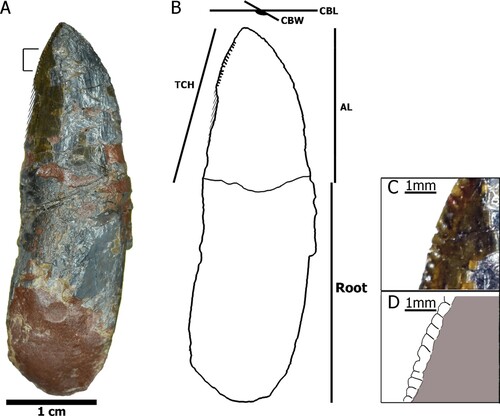 FIGURE 4. Measurements taken in teeth of Mystriosuchus alleroq, sp. nov. A, tooth NHMD-916776; B, interpretative drawing and measurements based on NHMD-916776; C, closer look at the serration in the marked region of A; D, detail of the serration from closer look in C. Abbreviations: AL, apical length; CBL, length of crown-base; CBW, width of crown-base; TCH, tooth crown height.