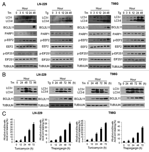 Figure 2. Activation of autophagy in tumor cells was an earlier response to ER stress than apoptosis. LN-229 or T98G cells were treated with Tm (1 μg/ml) or Tg (100 nM) for different periods of time. At the end of treatment, (A and B) the levels of LC3, BCL2L11, PARP1, p-EEF2. EIF2S1 and p-EIF2S1 were examined by western blot. TUBULIN was used as a loading control; (C) Apoptosis was determined by flow cytometric analyses of annexin staining.