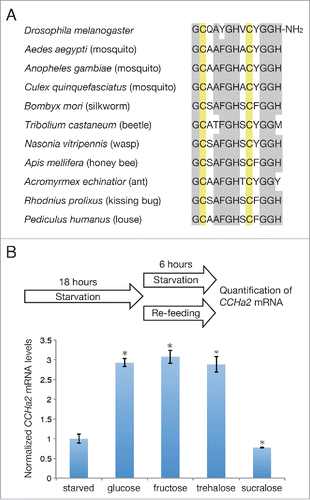 Figure 1. (A) Alignment of CCHa2 sequences in the indicated insect species. Conserved amino acids and bisulfide-bonded cysteine residues are highlighted in gray and yellow, respectively. (B) Effects of sugars on CCHa2 expression. Larvae were starved for 18 h, and then either further starved or re-fed with the indicated sugars for 6 h. Glucose, fructose, and trehalose, but not sucralose induced CCHa2 expression. *P < 0.05.