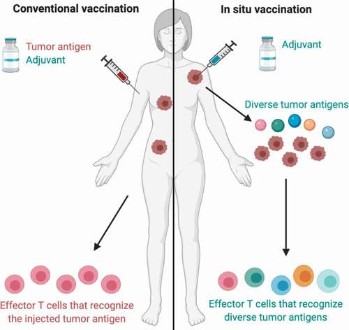 Figure 1. Conventional vaccination vs. in situ vaccination.