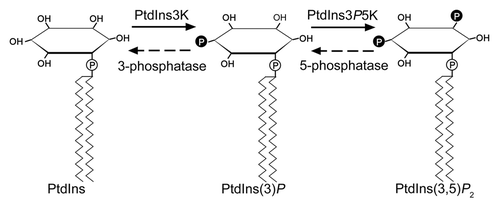 Figure 1. Metabolism of Phosphatidylinositol 3-phosphate. PtdIns3K, PtdIns 3-kinase; PtdIns3P5K, PtdIns3P 5-kinase.