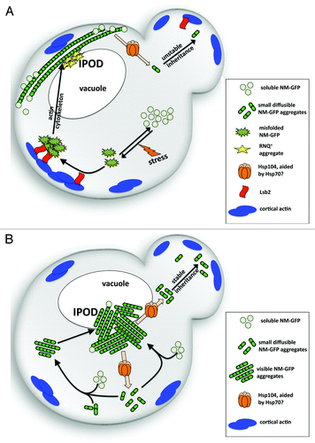 Figure 2. Model for aggregate organization in a cell (A) during induction of the NM-GFP prion state or (B) during propagagtion of the mature prion state. For details, see text section “Model for cellular organization of prion aggregates during induction and in the mature prion state.”