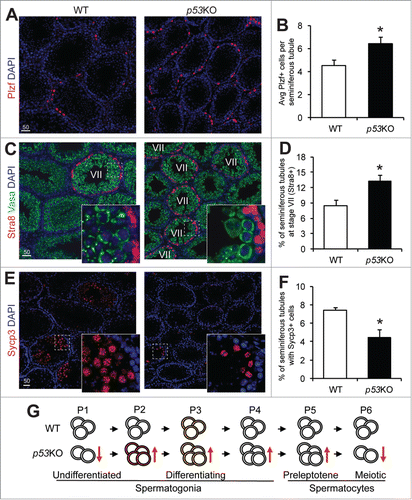 Figure 4. p53 loss expands the spermatogonia pool but causes a loss of meiotic spermatocytes. A) immunofluorescence staining of Plzf in 4-weeks old juvenile WT and p53KO testis. (B) quantification of cells showing strong positivity for Plzf in seminiferous tubules of testis from (A) representing early differentiating spermatogonia. Graphs represent mean values ± SEM. n = 4 mice per genotype, *P < 0.05. (C) dual-immunofluorescence staining of Stra8 (red) and Vasa (green) in 4-weeks old juvenile WT and p53KO testis. (D) quantification of percentage of stage VII seminiferous tubules in cross sections as shown in (C). Graphs represent mean values ± SEM. n = 4 mice per genotype, *P < 0.05. (E) immunofluorescence staining of Sycp3 in 4-weeks old juvenile WT and p53KO testis. (F) quantification of the percentage of seminiferous tubules containing meiotic spermatocytes showing strong positivity for Sycp3 from panel E. Graphs represent mean values ± SEM. n = 4 mice per genotype, *P < 0.05. (G) schematic diagram showing the effect of p53 deletion on spermatogonial differentiation. Orange and red colors in cells at P2 and P3 populations indicate mTORC1 activity.