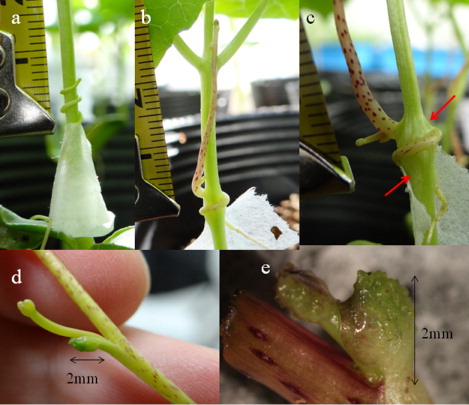 Figure 1. Photos of Cuscuta parasitizing a Momordica stem. (a) stage 1; (b) stage 2; (c) stage 3. Red arrows indicate hypertrophy of the Momordica stem. One line on the caliper is 1 mm; (d) and (e) Scale leaf of Cuscuta attached to Momordica. Length is approximately 2 mm. Axial buds are associated with scale leaves.