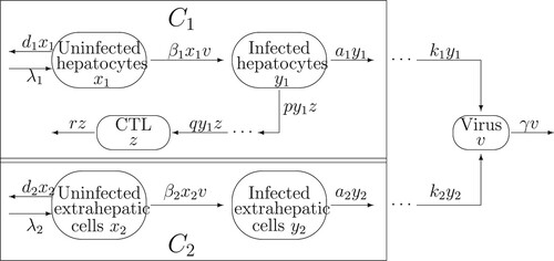 Figure 1. Flowchart of the viral infection model with CTL immune response in intrahepatic and extrahepatic compartments.