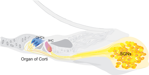 Figure 1. Schematic depicting a cross section through the scala media of the cochlea with the organ of COrti housing the sensory epithelium with inner (IHC) and outer (OHC) hair cells, connecting to the primary sensory neurons, the spiral ganglion neurons (SGN) within the bony Rosenthal’s canal.