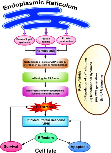 Figure 2. The major roles of endoplasmic reticulum and route to ER stress dependant unfolded protein response.