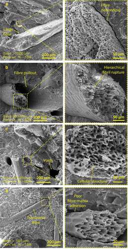 Figure 13. DPF/PLA bio-composites microstructure.