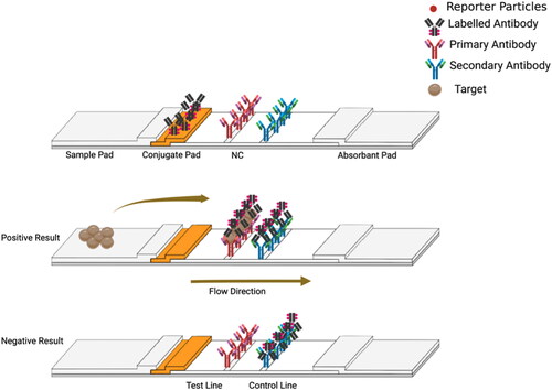 Figure 2. Schematic design of a sandwich LFA. When the analyte binds to both the capture antibody immobilized at the test line and the detection antibody, a colour develops at the test line, indicating a positive result. Figure created using BioRender.com. NC: Nitrocellulose membrane.