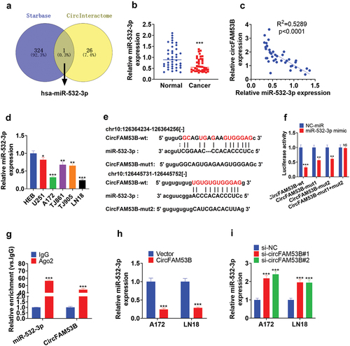 Figure 5. miR-28-5p was a sponge RNA of circFAM53B.