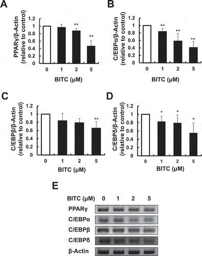 Figure 3. Suppression of the gene expression of adipogenic transcriptional factors by BITC.The confluent 3T3-L1 adipocytes were incubated with the differentiation-inducing media with or without BITC for 3 days (early stage treatment), then the gene expression level was determined by RT-PCR. Quantitative data for (A) PPARγ, (B) C/EBPα, (C) C/EBPβ, and (D) C/EBPδ, and representative blots (E). All values were expressed as means ± SD of three separate experiments (*p < 0.05, **p < 0.01 compared to negative control).